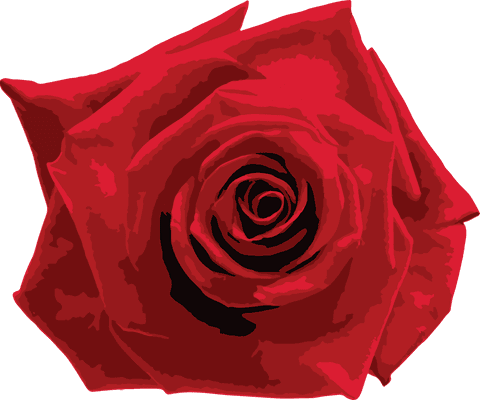 Vibrant red rose flower on transparent background vector