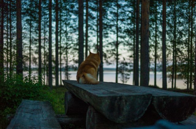 Dog sitting on wooden bench in forest with lake view at sunset. Perfect for themes of nature, tranquility, outdoor relaxation, peaceful moments or pet-friendly environment. Ideal for lifestyle blogs, travel brochures or promoting outdoor activities and adventures.
