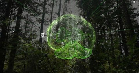 Holographic brain projecting neural network, pulsing green glyph over foggy pine forest