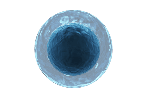 human egg cell showing transparent layers and detailed structure - Download Free Stock Videos Pikwizard.com