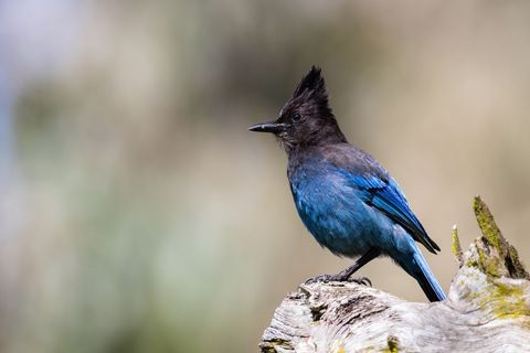Steller's blue jay perched on tree stump in natural habitat