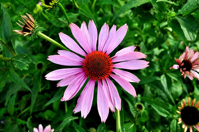 Bright Pink Echinacea Flower in Bloom - Download Free Stock Photos Pikwizard.com
