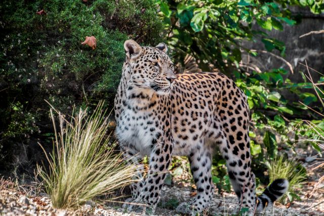 Leopard standing in dense forest with sunlight filtering through foliage. Spotted coat and alert pose highlighted against natural surroundings. Perfect for wildlife conservation material, nature-themed publications, educational resources about wild animals, exhibitions on big cats and jungle-themed designs.