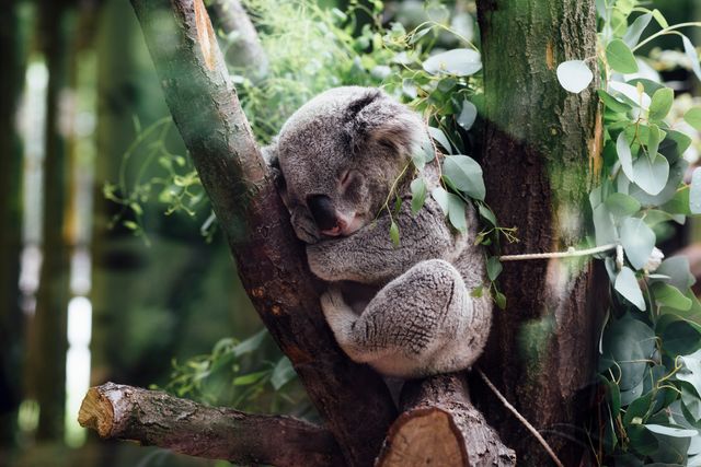 A koala is sleeping peacefully on a tree branch surrounded by green eucalyptus leaves in a dense forest. This serene scene is perfect for themes of wildlife conservation, nature documentaries, relaxation concepts, and educational materials about Australian wildlife.