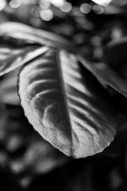 This striking black and white photo showcases a close-up of a leaf with prominent shadows and light, emphasizing its textures and patterns. Ideal for use in artistic and nature-themed projects, especially where an emphasis on detail and abstract art is desired. It can be featured in environmental campaigns, botanical studies, wall art, or as a background in digital or print media.