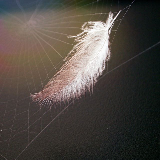 Close-up image showing delicate feather entangled in spider web with sunlight creating a faint halo effect. Useful for themes of fragility, nature, and contrast between light and dark. Ideal for nature posters, educational materials on spider webs and feathers, or digital wallpapers.