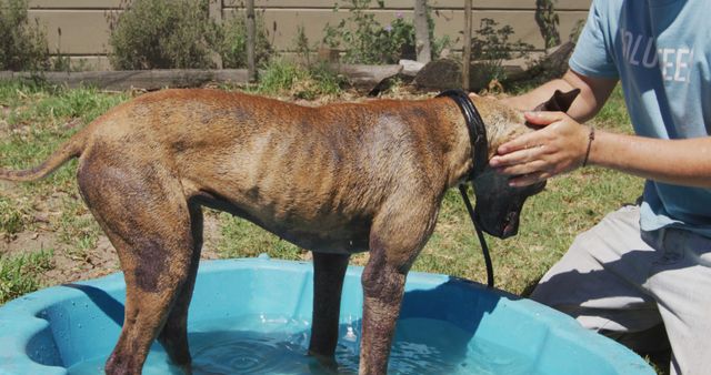 Midsection of caucasian male volunteer washing dog in sunny dog shelter. Animals, support and temporary home, unaltered.