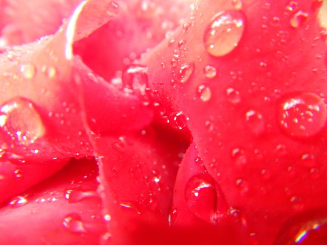This image depicts a close-up view of vibrant red rose petals covered with glistening water droplets. Ideal for use in romantic or nature-themed designs, floral catalogs, greeting cards, and decoration ideas. Its vivid colors and fresh appearance make it perfect for celebrating occasions such as Valentine's Day, weddings, and anniversaries.