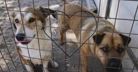 Dogs Behind Wire Fence With Heart Overlay in Sheltered Yard