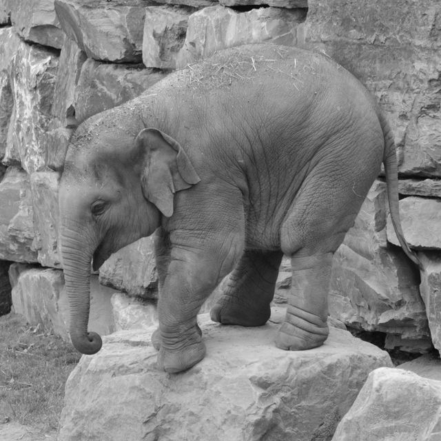 Young elephant standing in front of a rock wall, great for wildlife themed content, websites and educational materials.