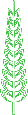 tall green plant isolated on transparent background - Download Free Stock Videos Pikwizard.com