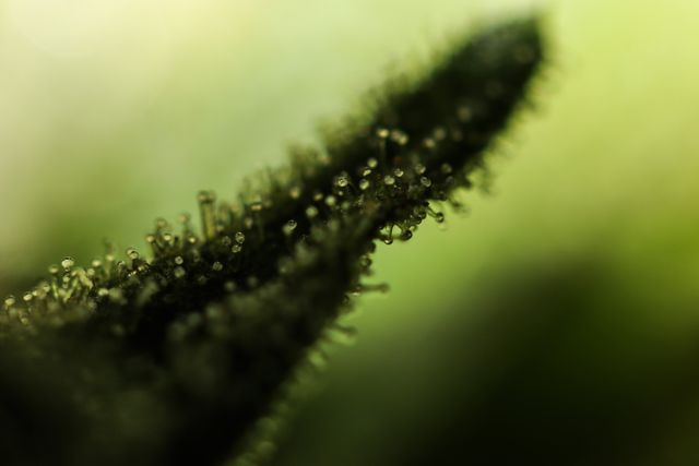 A close-up of a plant leaf covered in tiny dew drops, captured in soft focus to create a dreamy, ethereal atmosphere. The green tones and natural lighting contribute to a tranquil and refreshing mood. This can be used in environmental projects, nature-oriented presentations, and as background imagery for wellness blogs or products.