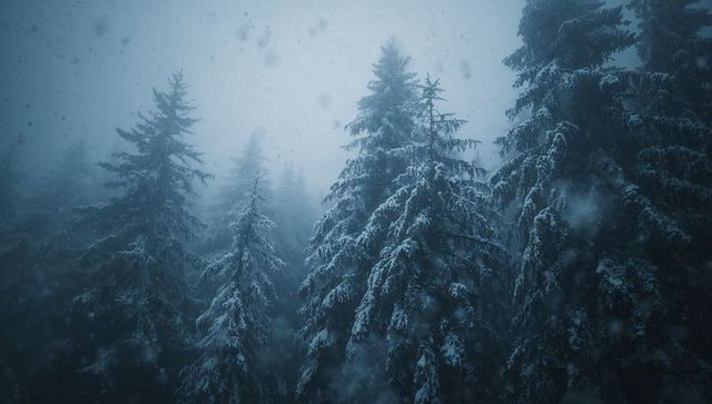 Snow-draped evergreens looming in misty mountain forest during blue-hued winter snowfall