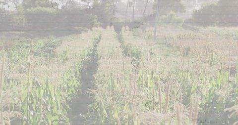 Sunlit Cornfield Maize Rows with Central Dirt Path and Tassels Swaying in Breeze