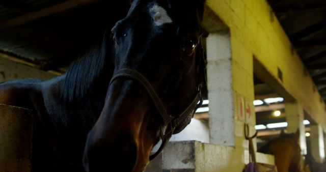 Close-up image of a black horse with distinctive white facial markings standing in a stable. Ideal for use in equestrian publications, farm and animal welfare promotions, or rustic lifestyle advertising.