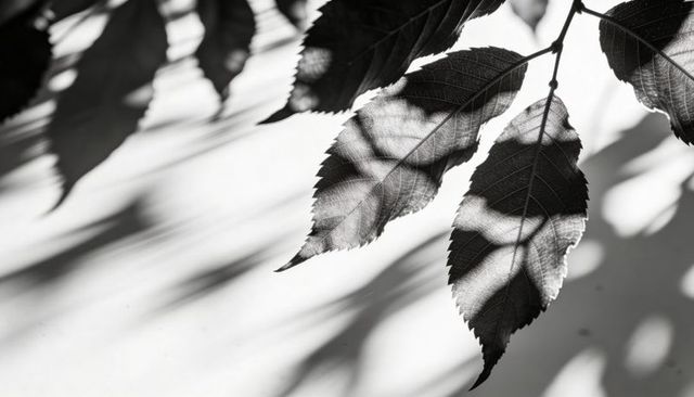 Monochrome serrated leaves casting vein shadows minimal botanical silhouette high-contrast
