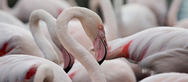 Vibrant image showing a group of pink flamingos standing close together. Feathers and long necks are prominently featured. Ideal for wildlife blogs, nature magazines, educational content about birds, and wallpapers.