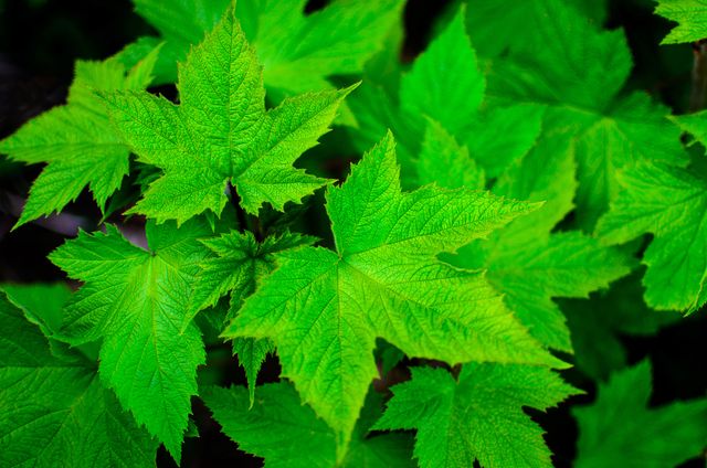 Vibrant green maple leaves illuminated by springtime sunlight, showcasing the beauty of fresh foliage. This image is perfect for nature-themed projects, gardening blogs, environmental campaigns, or any content that promotes fresh, green, and natural sceneries.