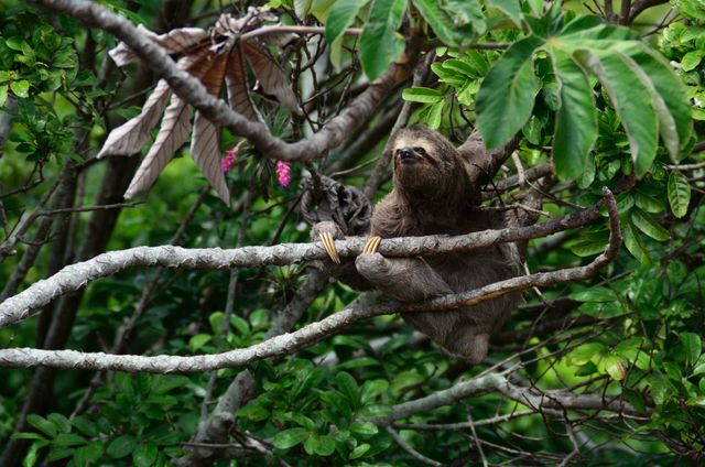 Sloth perching mammal animal - Download Free Stock Photos Pikwizard.com