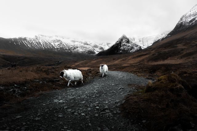 Two sheep are walking on a gravel path through a dramatic mountain landscape with snow-covered peaks and cloudy skies. This image can be used in travel magazines, nature blogs, or as a background to highlight the beauty of rural landscapes.