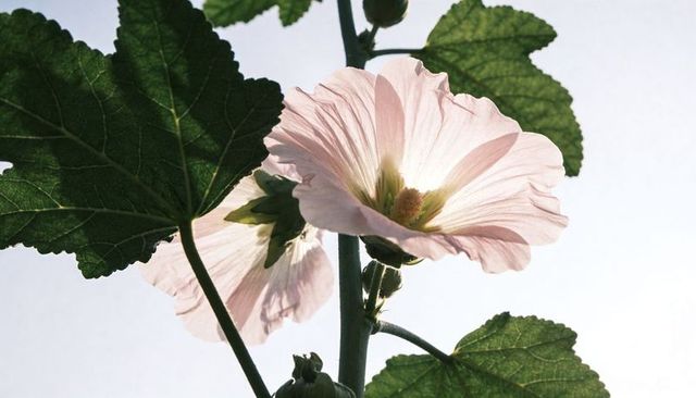 Backlit pale pink mallow blossom showing translucent veined petals and golden pollen