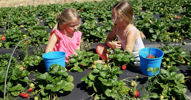 Caucasian girls picking strawberries in a field. They enjoy a sunny day at a farm, engaging in a fun outdoor activity together.