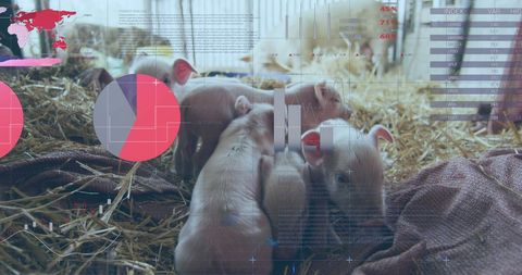 Financial Data Analytics and Pig Farming Technology Integration - Download Free Stock Images Pikwizard.com