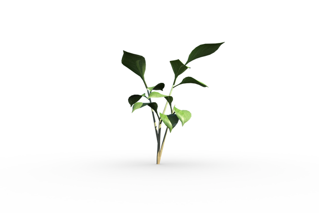 Transparent Small Green Seedling with Fresh Leaves - Download Free Stock Videos Pikwizard.com