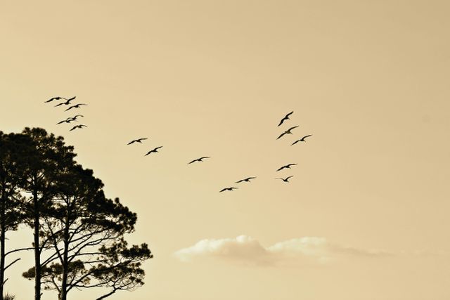 This image depicts a serene moment with a flock of birds flying above a silhouetted tree in a sepia tone sky. Ideal for use in nature-themed projects, blogs, websites, and illustrations portraying tranquility, flight, and the beauty of nature in autumn. It can be used as a calming background or a symbolic representation of freedom and harmony.