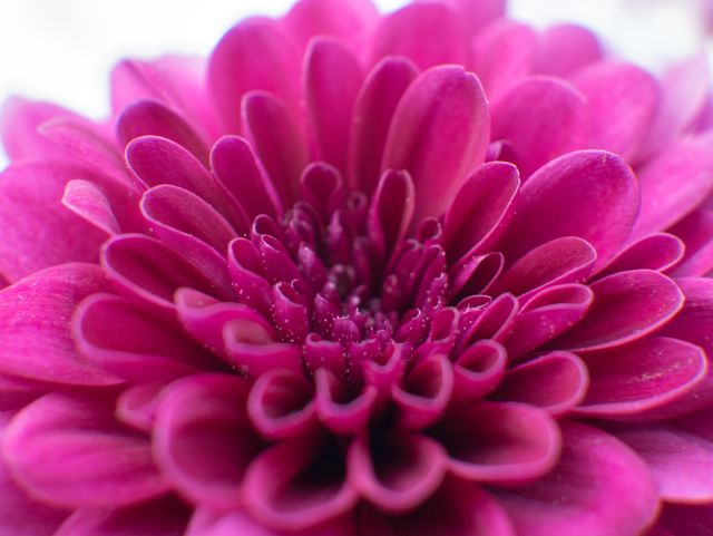 Close-up of a vibrant pink chrysanthemum showcasing intricate details of petals in full bloom. Ideal for nature enthusiasts, gardening blogs, floral shops, botanical publications, or any project celebrating the beauty of flowers.