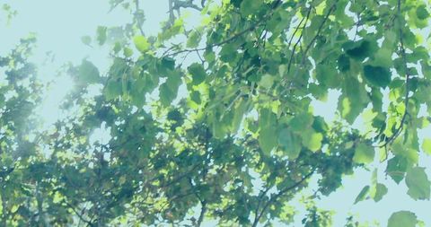 Sunlit green canopy filtering light through leaves with dappled bokeh and lens flare