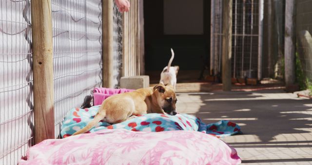Two dogs at an animal shelter resting on colorful beds, one interactive and the other lounging, creating an inviting scene perfect for pet adoption campaigns, animal welfare promotions, and rescue organization advertisements. The image radiates warmth and hope, urging viewers to consider adoption.