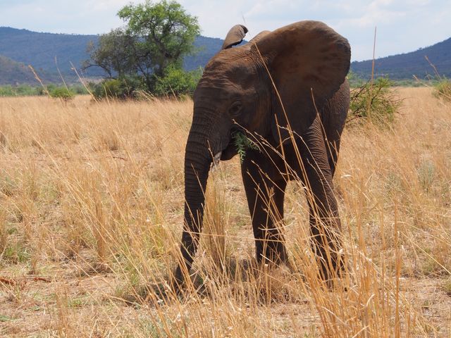 Baby Elephant Grazing in Savanna on a Sunny Day - Download Free Stock Photos Pikwizard.com