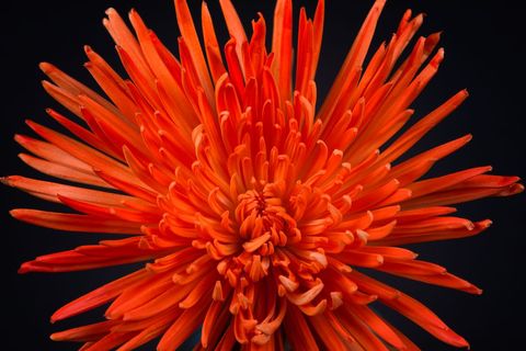 Vibrant Orange Spider Mum Blooming Radiant Petals Close-up on Dark Background
