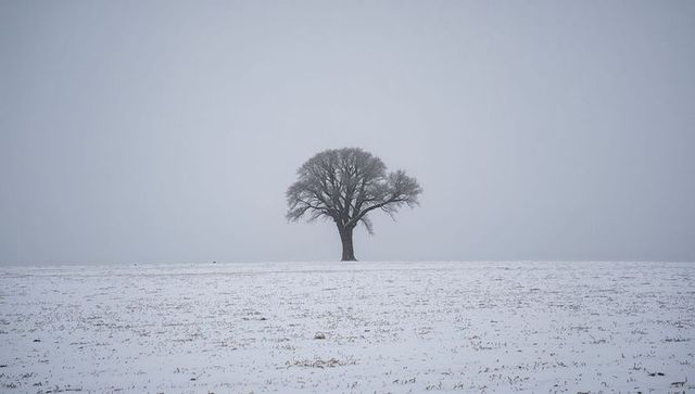 Solitary winter tree in snow-covered field minimalist landscape conveying solitude