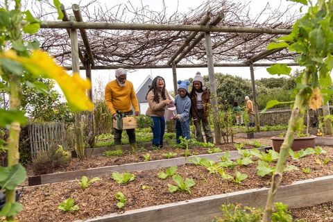 Intergenerational African American Family Tending Raised Garden Beds at Community Allotment