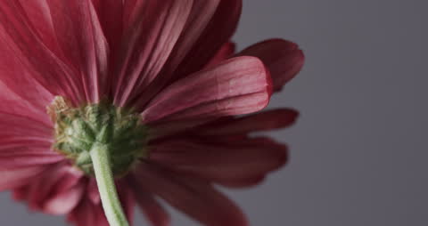 Close-Up of Red Flower in Soft Focus with Gray Background