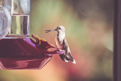 Hummingbird Feeding at Vibrant Garden Feeder