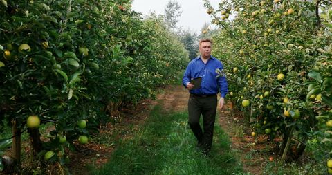 Businessman walking through apple orchard holding tablet