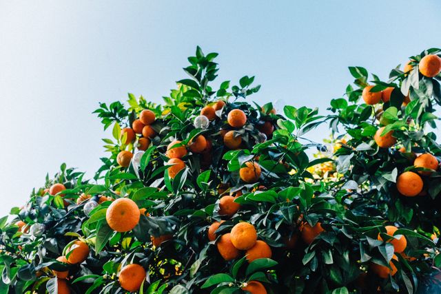 Lush orange tree filled with ripe oranges set against a bright blue sky, ideal for illustrating themes of agriculture, organic farming, and healthy eating. Perfect for use in publications or advertisements related to fresh produce, nature, summer, and gardening. Leverage in farm-to-table marketing materials or environmental sustainability campaigns.