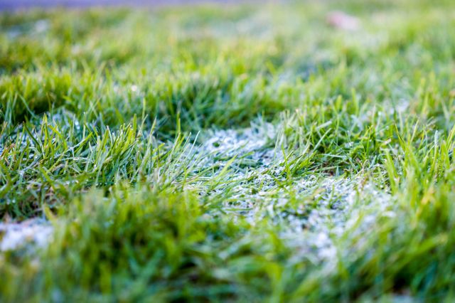 Green grass blades covered with a thin layer of morning frost. Perfect for illustrating early winter mornings, natural textures, seasonal changes, or outdoor landscapes. Great for nature blogs, educational material, or seasonal-themed presentations.