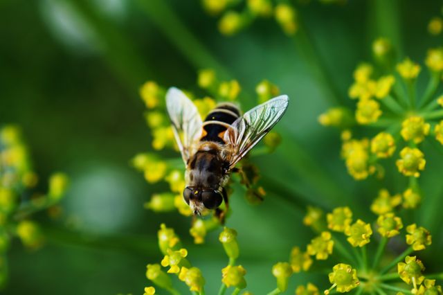 Close-up of Hoverfly Pollinating Yellow Flowers in Natural Habitat - Download Free Stock Photos Pikwizard.com