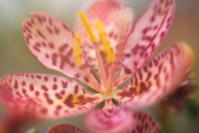Close-up of Pink Speckled Flower with Yellow Stamen - Download Free Stock Photos Pikwizard.com