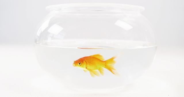 A goldfish swims alone in a clear fishbowl, with copy space. Its vibrant orange color stands out against the plain background, highlighting the simplicity of pet fish care.