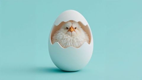 Conceptual cartoon chicken emerging from egg on teal background