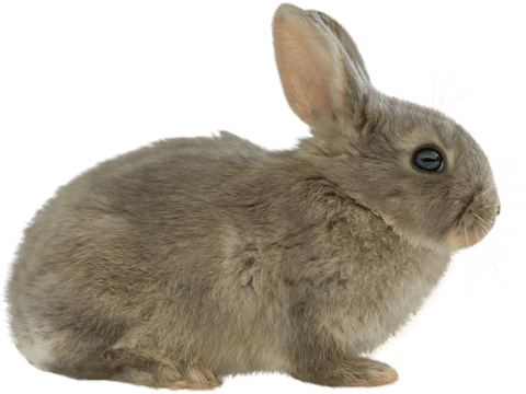 grey rabbit on transparent background isolated image for nature projects - Download Free Stock Videos Pikwizard.com