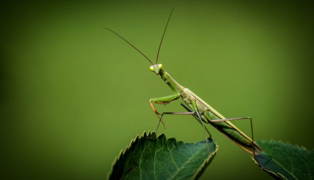 Close-up view of a praying mantis standing on a green leaf with a blurred green background, highlighting the details of the insect's body and antennae. Ideal for use in educational materials about insects, wildlife photography, or nature-themed content.
