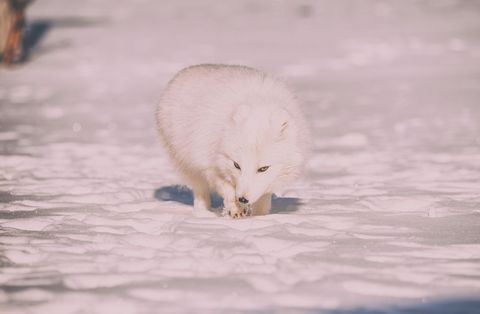 Arctic fox in snowy habitat close-up