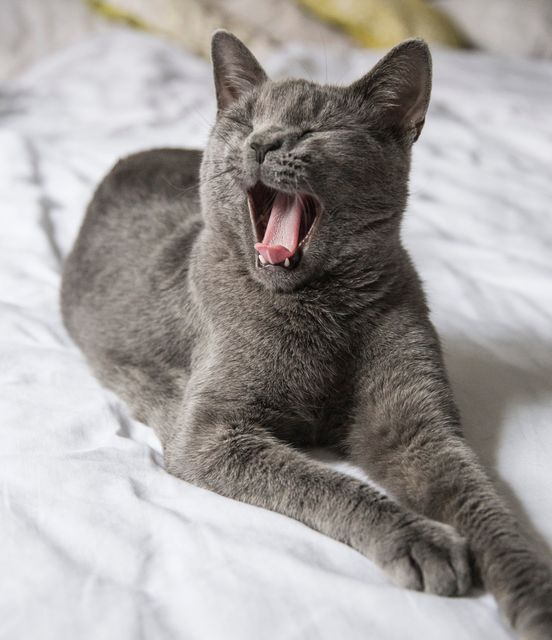 A gray domestic cat is yawning while lying on a white bed, showing it feeling comfortable and relaxed. This image can be used in blogs or articles about pet care, the importance of sleep and rest for pets, or promoting pet products in comfortable home environments.