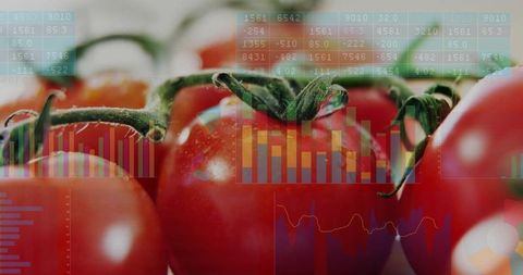 Ripe vine tomatoes with digital data overlays blending fresh produce and farm analytics